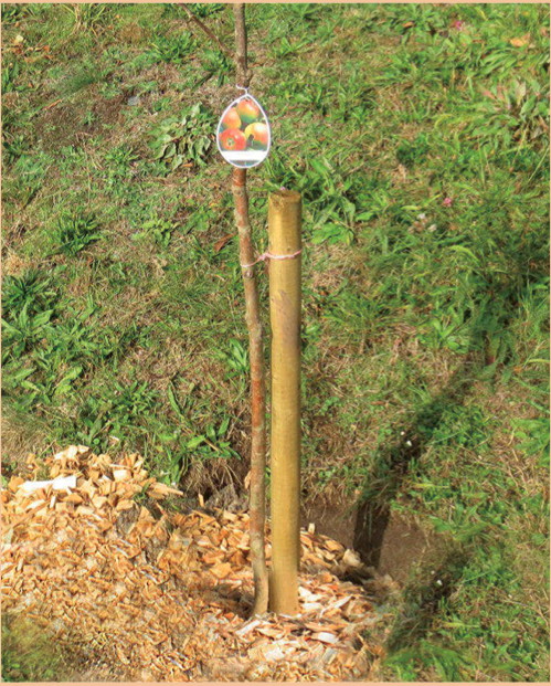 Holzpfähle Kiefer/Fichte