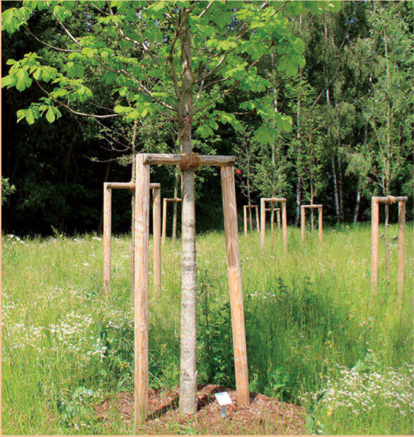 Holzpfähle Kiefer/Fichte